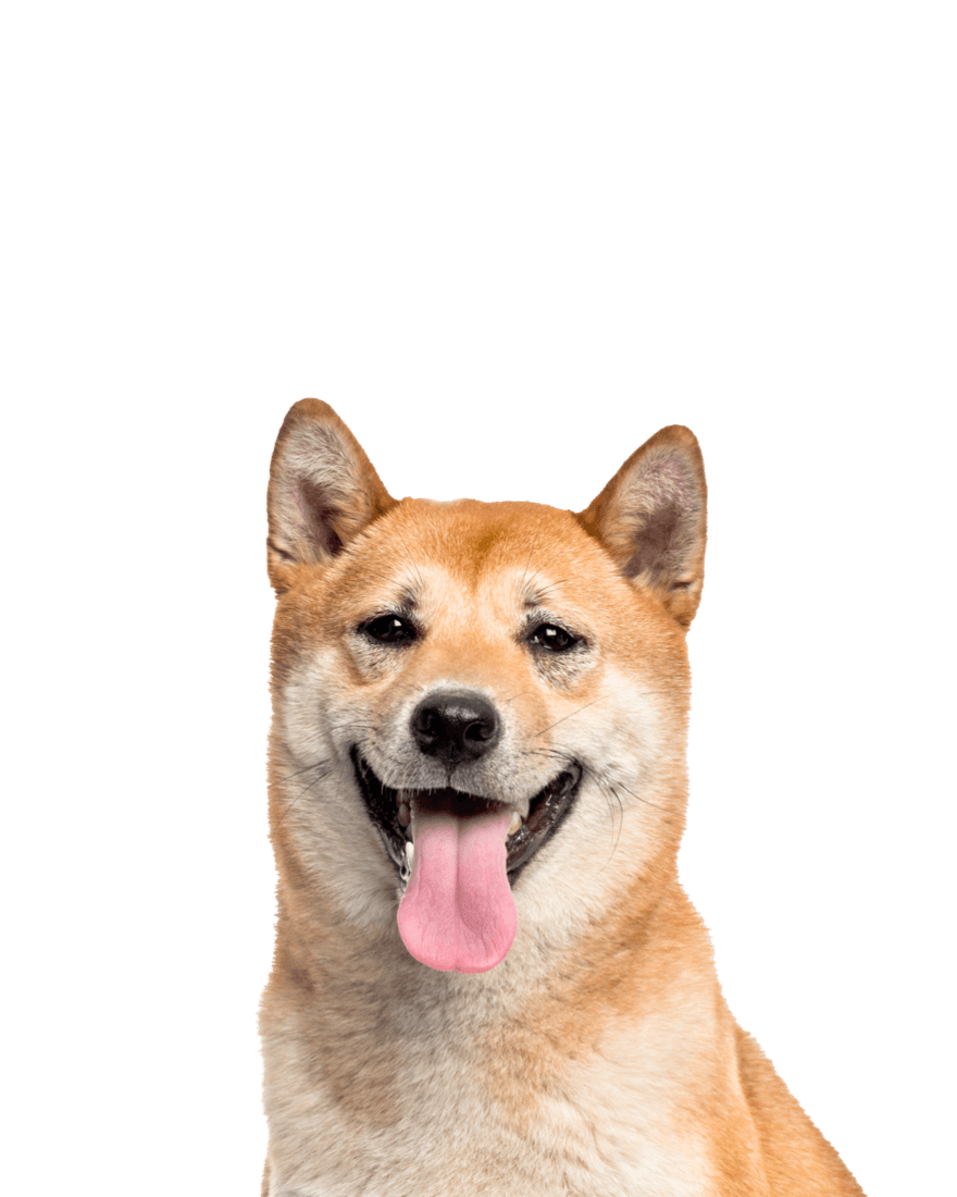 Fisioterapia veterinaria Adulto