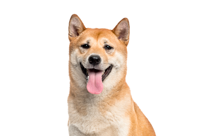 Fisioterapia veterinaria cani adulti