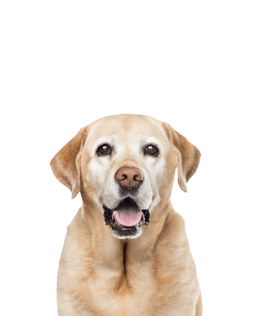 Fisioterapia veterinaria Anziano