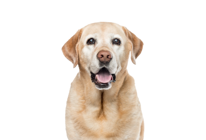 Fisioterapia veterinaria cani anziani