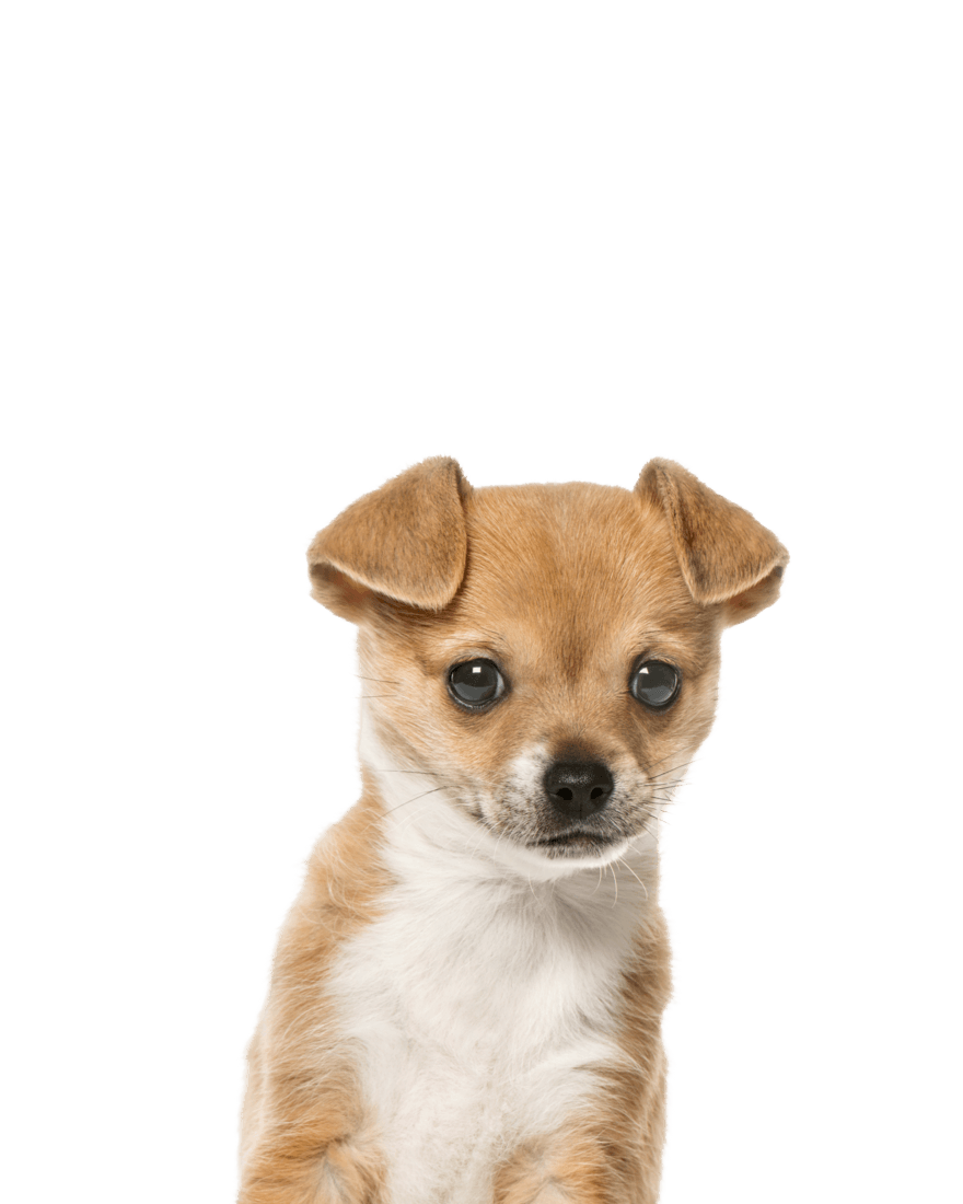Fisioterapia veterinaria Cucciolo