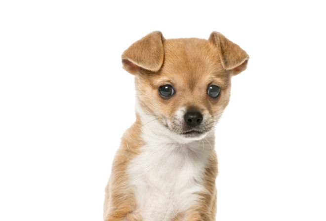 Fisioterapia veterinaria cuccioli