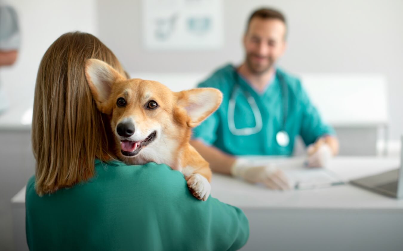 Fisioterapia veterinaria Ticino