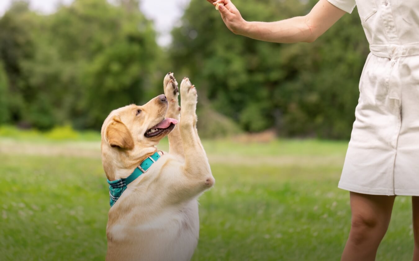 Fisioterapia veterinaria e asilo per cani