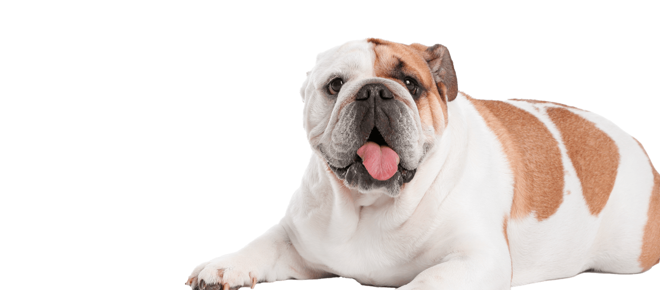 Fisioterapia veterinaria Sovrappeso