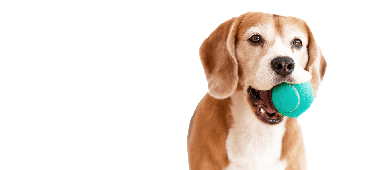 Fisioterapia veterinaria Sportivo