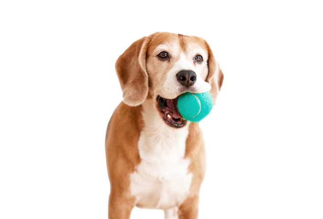Fisioterapia veterinaria sportiva per cani