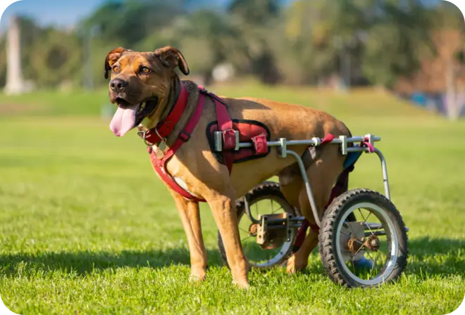 Tutori personalizzati per riabilitazione animale