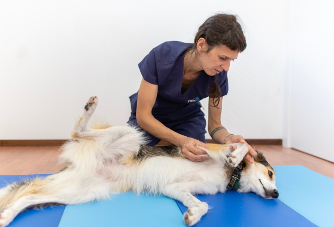 Massaggio terapeutico per riabilitazione veterinaria