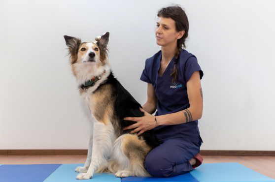 Fisioterapia veterinaria collaborazioni