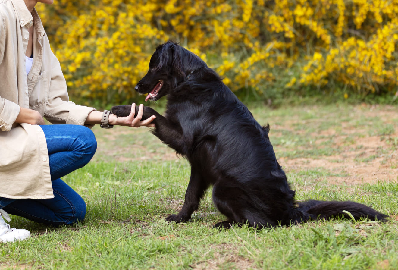 Clicker Training