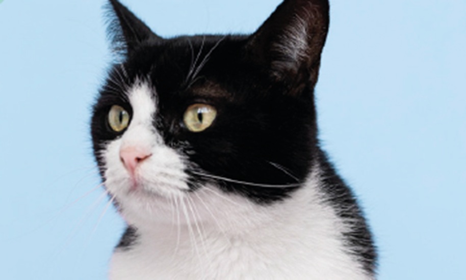 Quando il gatto non fa i dispetti