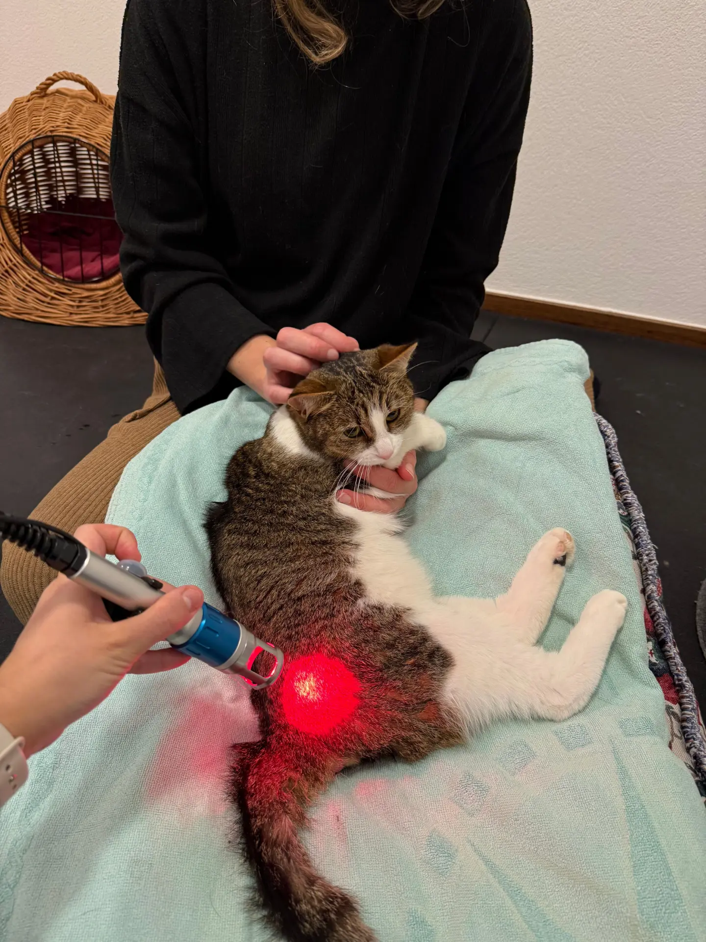 Gatto artrosi sintomi: 7 segnali da non sottovalutare