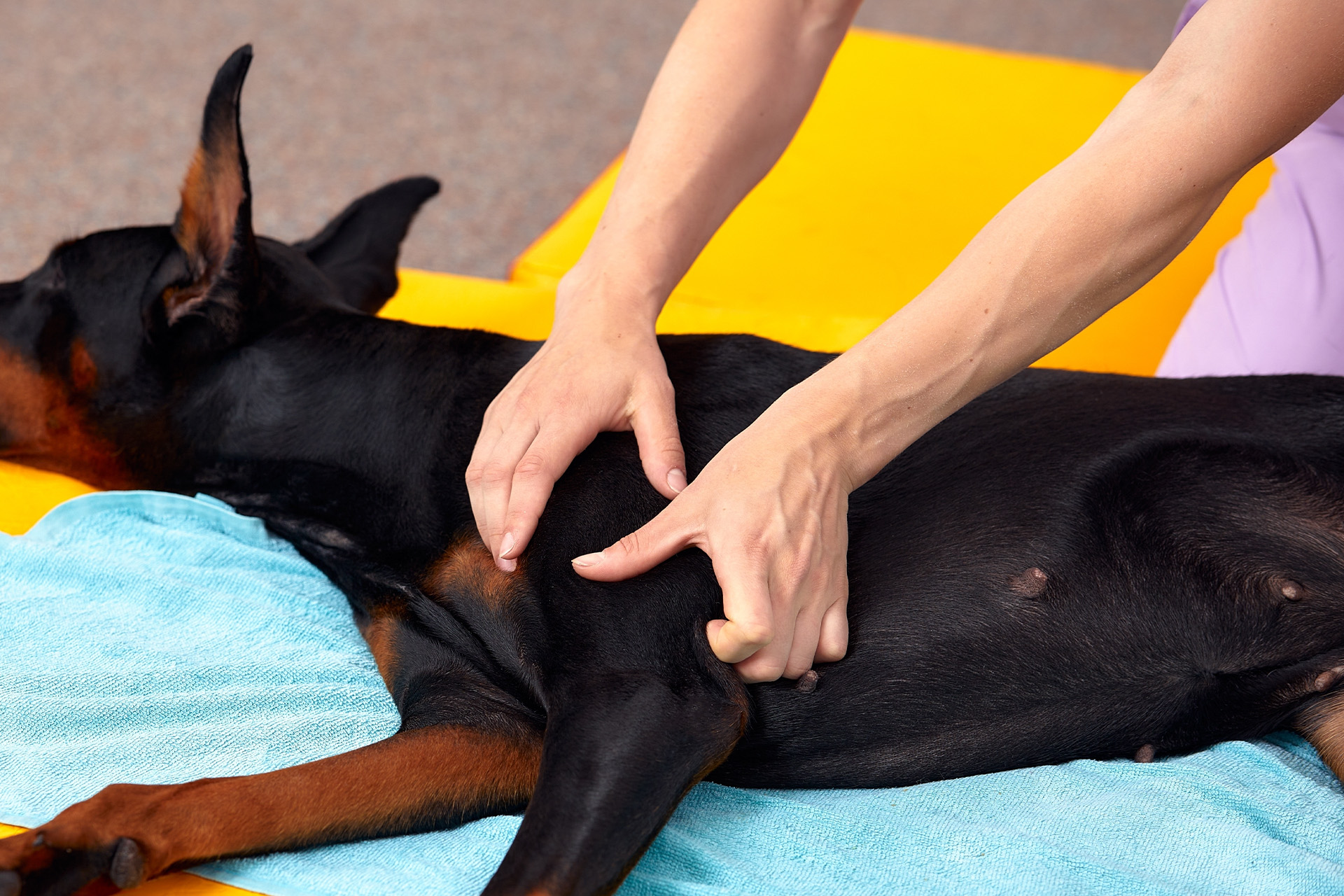 Osteoatrosi cane cura con specialista in Ticino